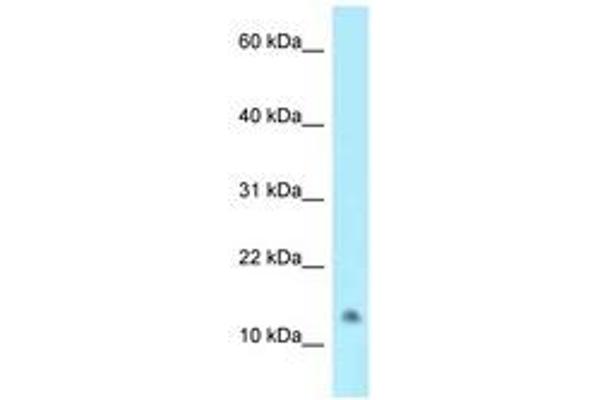 NAT8L antibody  (C-Term)