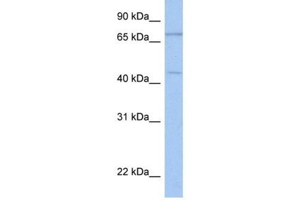 ISLR2 antibody  (N-Term)