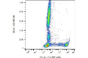 Flow cytometry analysis (surface staining) of human peripheral blood using anti-human CD8 (clone MEM-31) FITC. (CD8 antibody  (FITC))