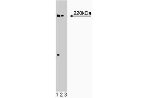 Western blot analysis of eIF-4gamma on EB-1 lysate. (eIF-4gamma (AA 1217-1386) antibody)