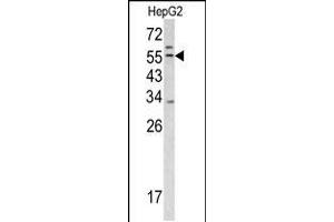 Western blot analysis of TMPRSS2 antibody in HepG2 cell line lysates (35ug/lane) (TMPRSS2 antibody  (AA 314-343))