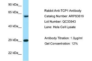 Western Blotting (WB) image for anti-T-Complex 1 (TCP1) (C-Term) antibody (ABIN971859) (TCP1 alpha/CCTA antibody  (C-Term))