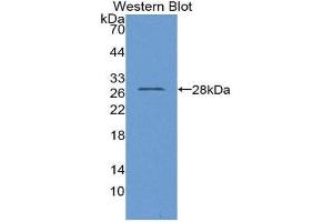 Western Blotting (WB) image for anti-Glutamyl Aminopeptidase (Aminopeptidase A) (ENPEP) (AA 409-624) antibody (ABIN2119168) (ENPEP antibody  (AA 409-624))