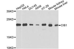 Western blot analysis of extracts of various cells, using CIB1 antibody. (CIB1 antibody)