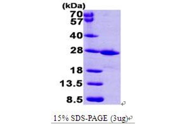 FKBP14 Protein (AA 20-211) (His tag)