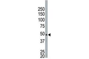 NEK2 antibody used in western blot to detect NEK2 in HeLa cell lysate (NEK2 antibody  (AA 350-382))