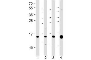 Western blot testing of 1) human kidney, 2) human Caki-1 (kidney-derived), 3) mouse Renca (kidney-derived) and 4) mouse kidney lysate with ATP6V1G3 antibody at 1:2000. (ATP6V1G3i antibody  (AA 15-49))