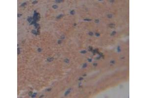 IHC-P analysis of brain tissue, with DAB staining. (NCDN antibody  (AA 2-300))