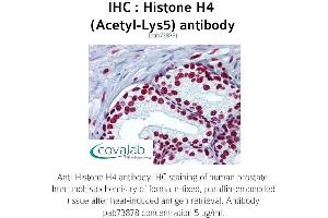 Image no. 1 for anti-Histone H4 (acLys5) antibody (ABIN1735471) (Histone H4 antibody  (acLys5))