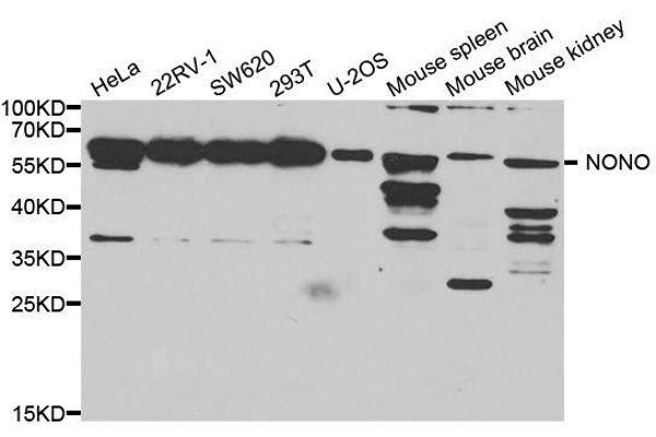 NONO antibody  (AA 1-300)