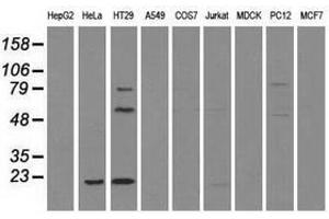 Image no. 1 for anti-CD4 (CD4) antibody (ABIN1497294) (CD4 antibody)