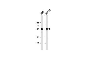 All lanes : Anti-TP53 Antibody (N-term) at 1:2000 dilution Lane 1: 293 whole cell lysate Lane 2: HT-29 whole cell lysate Lysates/proteins at 20 μg per lane. (p53 antibody  (N-Term))