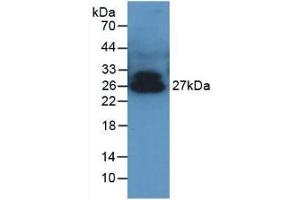 Figure. (ADIPOQ antibody  (AA 17-243))