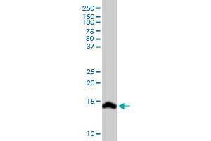 SCT MaxPab rabbit polyclonal antibody. (Secretin antibody  (AA 1-121))