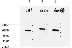 Western blot analysis of 1) 293T Cell Lysate, 2) C2C12 Cell Lysate, 3) Rat Brain Tissue Lysate using Beclin-1 Mouse mAb diluted at 1:2000. (Beclin 1 antibody)