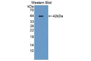 Western blot analysis of the recombinant protein. (SERPIND1 antibody  (AA 256-342))