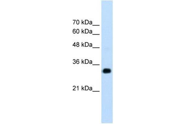 RNF121 antibody  (N-Term)