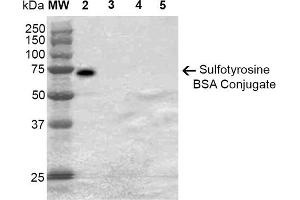 Western Blot analysis of Sulfotyrosine-BSA Conjugate showing detection of 67 kDa Sulfotyrosine-BSA using Mouse Anti-Sulfotyrosine Monoclonal Antibody, Clone 7C5 . (Sulfotyrosine antibody  (APC))