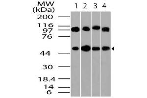 Image no. 1 for anti-Tubulin, beta (TUBB) (AA 200-444) antibody (ABIN5027612) (TUBB antibody  (AA 200-444))