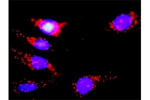 Proximity Ligation Analysis of protein-protein interactions between MAPK14 and EGFR. (MAPK14 antibody  (AA 1-360))