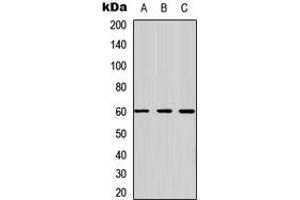 Western blot analysis of Frizzled 4 expression in HEK293T (A), Raw264. (FZD4 antibody  (N-Term))