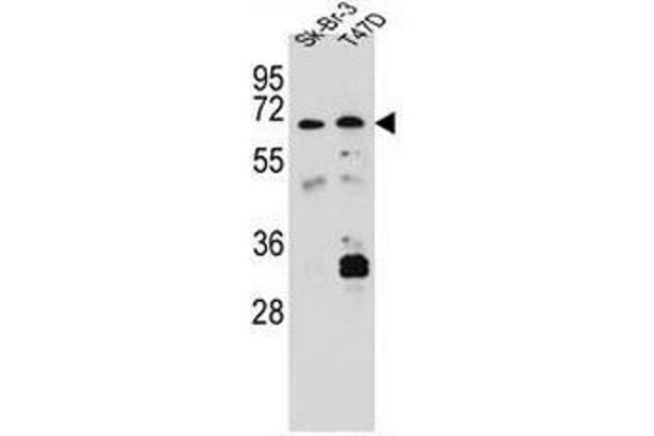 CES4A antibody  (C-Term)