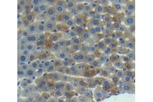 Used in DAB staining on fromalin fixed paraffin- embedded liver tissue (RGS10 antibody  (AA 16-181))