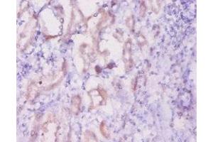 Immunohistochemistry of paraffin-embedded human kidney tissue using  at dilution of 1:20 (Inhibin alpha antibody  (AA 233-366))