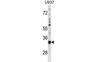 Western Blotting (WB) image for anti-Sorting Nexin 15 (SNX15) antibody (ABIN2998937) (SNX15 antibody)