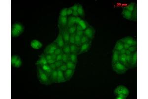 Immunocytochemistry/Immunofluorescence analysis using Rabbit Anti-Calnexin-CT Polyclonal Antibody . (Calnexin antibody  (C-Term) (HRP))
