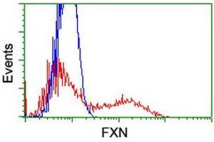 HEK293T cells transfected with either RC204880 overexpress plasmid (Red) or empty vector control plasmid (Blue) were immunostained by anti-FXN antibody (ABIN2455528), and then analyzed by flow cytometry. (Frataxin antibody)