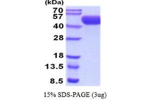 SDS-PAGE (SDS) image for Poliovirus Receptor-Related 1 (Herpesvirus Entry Mediator C) (PVRL1) (AA 31-355) protein (His tag) (ABIN5854490) (PVRL1 Protein (AA 31-355) (His tag))