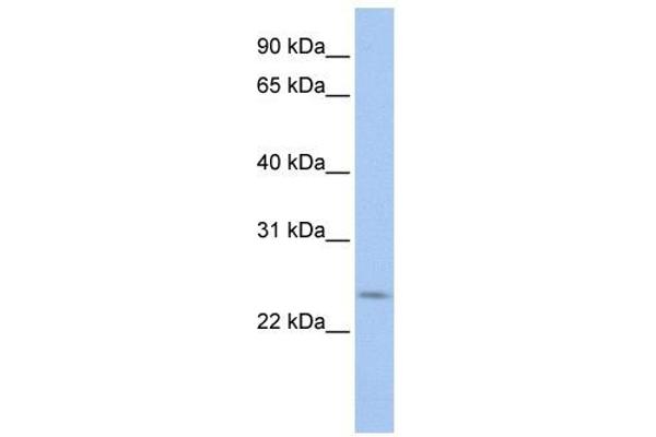 PRELID2 antibody  (C-Term)