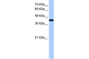 WB Suggested Anti-AKAP7 Antibody Titration:  1. (AKAP7 antibody  (Middle Region))