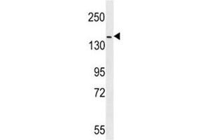 ERBB4 antibody western blot analysis in mouse NIH3T3 lysate (ERBB4 antibody  (AA 1141-1166))