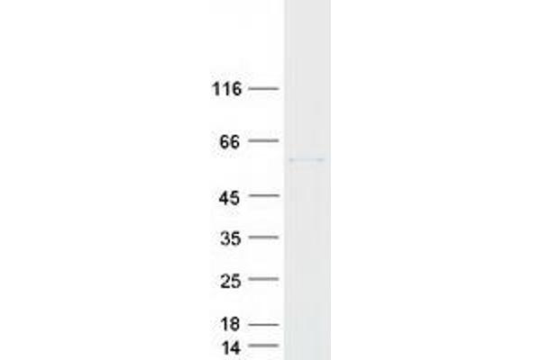 CYP2W1 Protein (Myc-DYKDDDDK Tag)