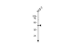 Western blot analysis of lysates from MCF-7 cell line ,using KCG Antibody (ABIN484278 and ABIN1533659). (PRKACG antibody)