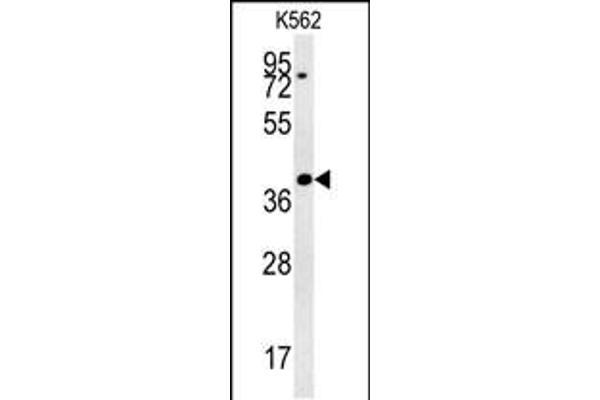 DGCR14 antibody  (AA 217-244)