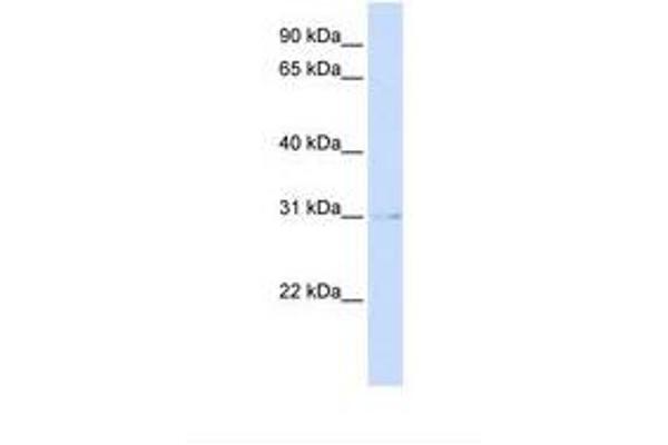 PVRIG antibody  (AA 146-195)