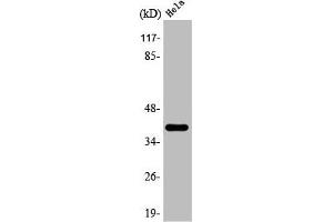 Western Blot analysis of Hela cells using 3β-HSD7 Polyclonal Antibody (HSD3B7 antibody  (Internal Region))