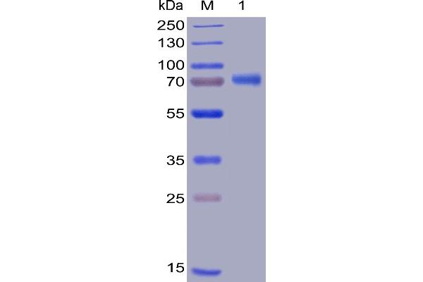 TNFSF4 Protein (mFc-His Tag)