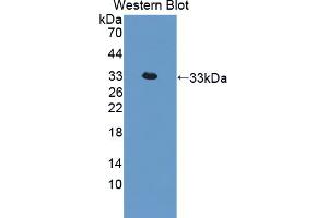 Figure. (IL22R antibody  (AA 242-485))