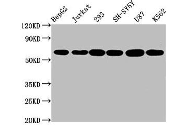 Recombinant Aromatase 抗体