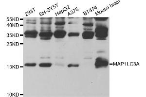 Western blot analysis of extracts of various cell lines, using MAP1LC3A antibody (ABIN5973272) at 1/500 dilution. (MAP1LC3A antibody)