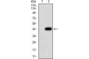 Western blot analysis using P2RY1 mAb against HEK293 (1) and P2RY1 (AA: extra mix)-hIgGFc transfected HEK293 (2) cell lysate. (P2RY1 antibody)