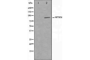 Western blot analysis on Jurkat cell lysate using NEDD8 Antibody,The lane on the left is treated with the antigen-specific peptide. (NEDD8 antibody)