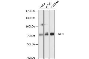 Western blot analysis of extracts of various cell lines, using NLN antibody  at 1:3000 dilution. (NLN antibody  (AA 38-260))