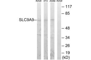 Western blot analysis of extracts from RAW264. (SLC9A9 antibody  (Internal Region))