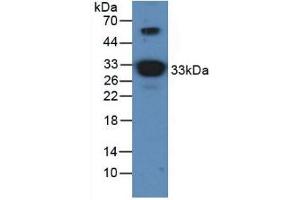 Western blot analysis of Mouse Brain Tissue. (APOA1 antibody)