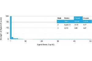 Analysis of Protein Array containing more than 19,000 full-length human proteins using TRAF1 Mouse Monoclonal Antibody (TRAF1/3298) Z- and S- Score: The Z-score represents the strength of a signal that a monoclonal antibody (Monoclonal Antibody) (in combination with a fluorescently-tagged anti-IgG secondary antibody) produces when binding to a particular protein on the HuProtTM array. (TRAF1 antibody  (AA 73-219))
